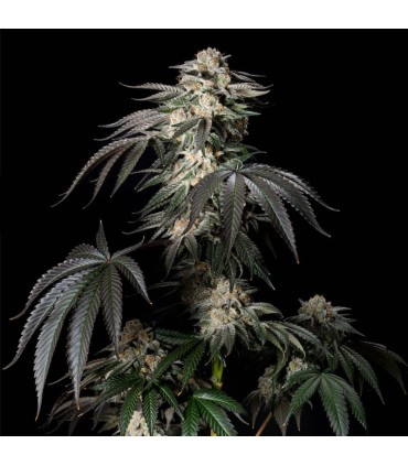 Mint Candy 3FEM (Face Off OG x 2 x Animal Face Mints) Limited Edition
