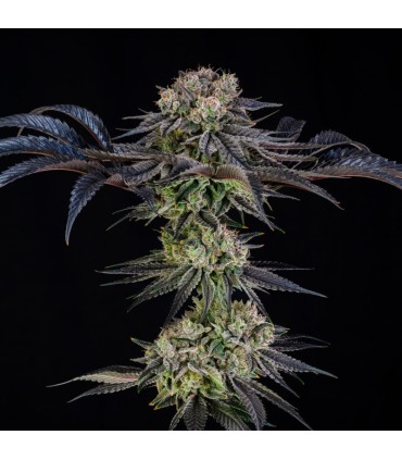 Julian Marley Special 3FEM (Kush Mints x Apple Fritter) By Julian Marley