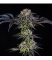 Julian Marley Special 3FEM (Kush Mints x Apple Fritter) By Julian Marley