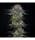 Julian Marley Special 3FEM (Kush Mints x Apple Fritter) By Julian Marley