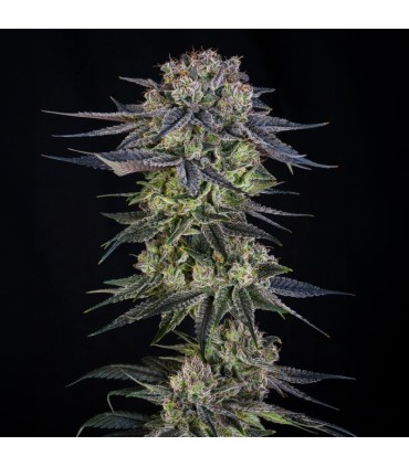 Julian Marley Special 3FEM (Kush Mints x Apple Fritter) By Julian Marley