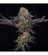 King Of Kings 3FEM (OGKB x MAC Stomper) By Julian Marley