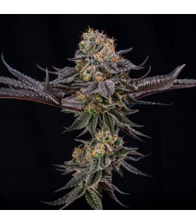 King Of Kings 3FEM (OGKB x MAC Stomper) By Julian Marley