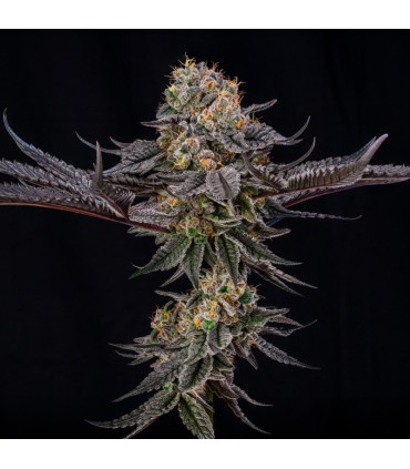 King Of Kings 3FEM (OGKB x MAC Stomper) By Julian Marley