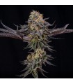 King Of Kings 3FEM (OGKB x MAC Stomper) By Julian Marley