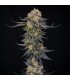 King Of Kings 3FEM (OGKB x MAC Stomper) By Julian Marley