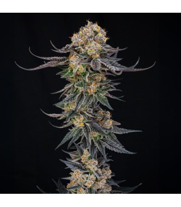 King Of Kings 3FEM (OGKB x MAC Stomper) By Julian Marley