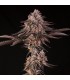 Jamaican Sunset 3FEM (Mendo Breath x Sunset Sherbet) By Julian Marley