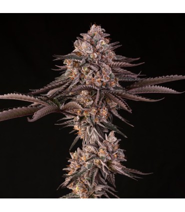 Jamaican Sunset 3FEM (Mendo Breath x Sunset Sherbet) By Julian Marley