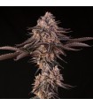 Jamaican Sunset 3FEM (Mendo Breath x Sunset Sherbet) By Julian Marley