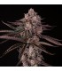 Jamaican Sunset 3FEM (Mendo Breath x Sunset Sherbet) By Julian Marley