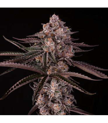 Jamaican Sunset 3FEM (Mendo Breath x Sunset Sherbet) By Julian Marley