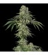 Jamaican Mountain 3FEM (High School Sweetheart x Lemon Meringue) By Julian Marley