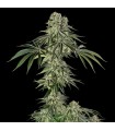 Jamaican Mountain 3FEM (High School Sweetheart x Lemon Meringue) By Julian Marley