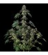 Jamaican Mountain 3FEM (High School Sweetheart x Lemon Meringue) By Julian Marley