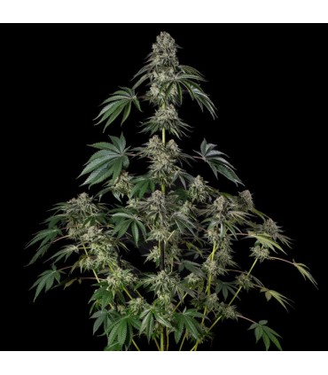 Jamaican Mountain 3FEM (High School Sweetheart x Lemon Meringue) By Julian Marley