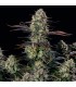 Alien Gas XXL Auto 3FEM (Face Off OG x MAC Auto)