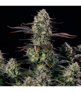 Alien Gas XXL Auto 3FEM (Face Off OG x MAC Auto)