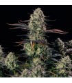Alien Gas XXL Auto 3FEM (Face Off OG x MAC Auto)