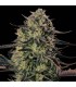 Alien Gas XXL Auto 3FEM (Face Off OG x MAC Auto)