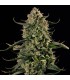 Mac Dawg XXL Auto 3FEM (Chemdawg Bx1 x MAC Auto)