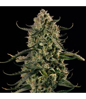 Mac Dawg XXL Auto 3FEM (Chemdawg Bx1 x MAC Auto)