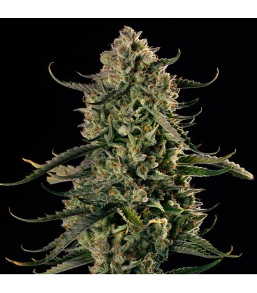 Mac Dawg XXL Auto 3FEM (Chemdawg Bx1 x MAC Auto)