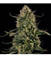 Mac Dawg XXL Auto 3FEM (Chemdawg Bx1 x MAC Auto)