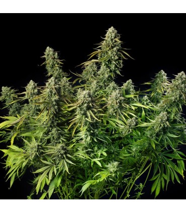 Mac Dawg XXL Auto 3FEM (Chemdawg Bx1 x MAC Auto)