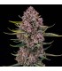 Purplenade XXL Auto 3FEM (Peanut Butter Breath x MAC Auto)