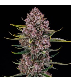 Purplenade XXL Auto 3FEM (Peanut Butter Breath x MAC Auto)