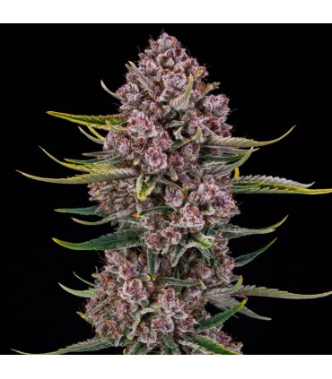 Purplenade XXL Auto 3FEM (Peanut Butter Breath x MAC Auto)