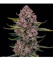 Purplenade XXL Auto 3FEM (Peanut Butter Breath x MAC Auto)