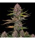 Purplenade XXL Auto 3FEM (Peanut Butter Breath x MAC Auto)