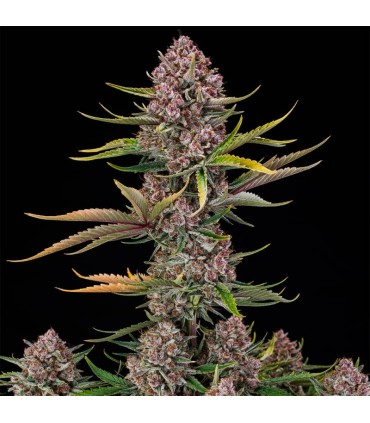 Purplenade XXL Auto 3FEM (Peanut Butter Breath x MAC Auto)