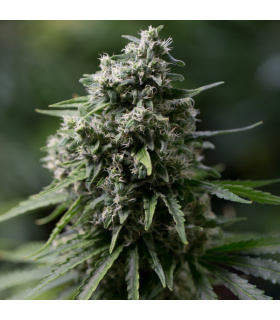 Critical + 2.0 3FEM (Critical+ x Critical+)