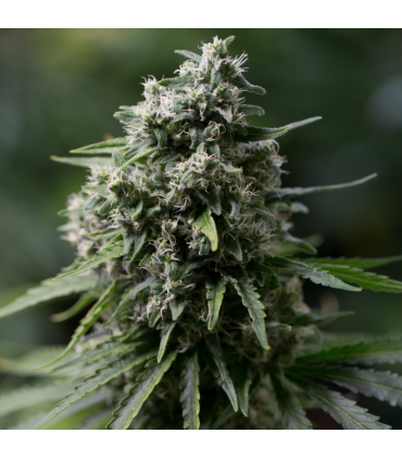 Critical + 2.0 3FEM (Critical+ x Critical+)