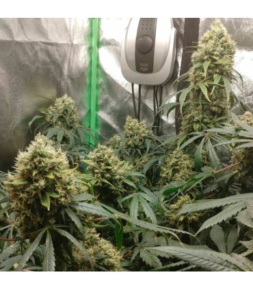 Critical + 2.0 3FEM (Critical+ x Critical+)