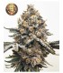 HIDDEN GROUP GENETICS ISAAC NEWTON 12FEM (Apple Fritter x Grapes N Cream)