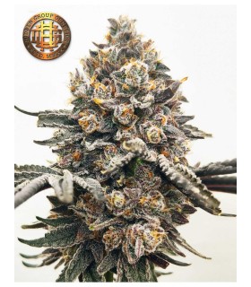 HIDDEN GROUP GENETICS ISAAC NEWTON 12FEM (Apple Fritter x Grapes N Cream)