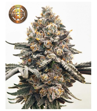 HIDDEN GROUP GENETICS ISAAC NEWTON 12FEM (Apple Fritter x Grapes N Cream)