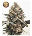 HIDDEN GROUP GENETICS ISAAC NEWTON 12FEM (Apple Fritter x Grapes N Cream)