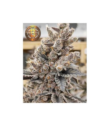 HIDDEN GROUP GENETICS GARLIC GOLEM 12FEM (GMO x Grapes N Cream)