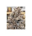 HIDDEN GROUP GENETICS GARLIC GOLEM 12FEM (GMO x Grapes N Cream)