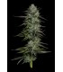 Redemption Indica Bob Marley 3FEM (SDO9 x Don Carlos x Lamb’s Bread)
