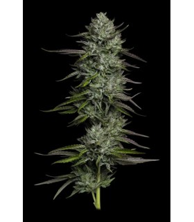 Redemption Indica Bob Marley 3FEM (SDO9 x Don Carlos x Lamb’s Bread)