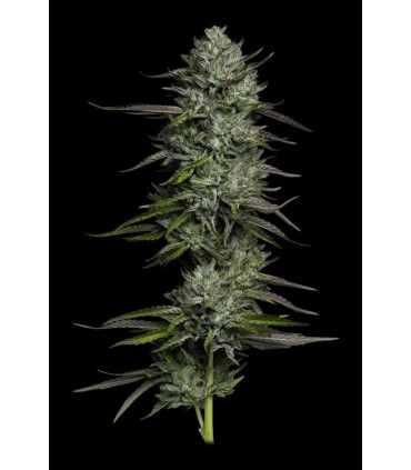 Redemption Indica Bob Marley 3FEM (SDO9 x Don Carlos x Lamb’s Bread)