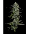 Redemption Indica Bob Marley 3FEM (SDO9 x Don Carlos x Lamb’s Bread)