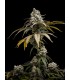 Cherry Crush 5FEM (Black Cherry Punch x Papaya x WB Bubba)
