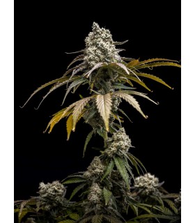 Cherry Crush 5FEM (Black Cherry Punch x Papaya x WB Bubba)